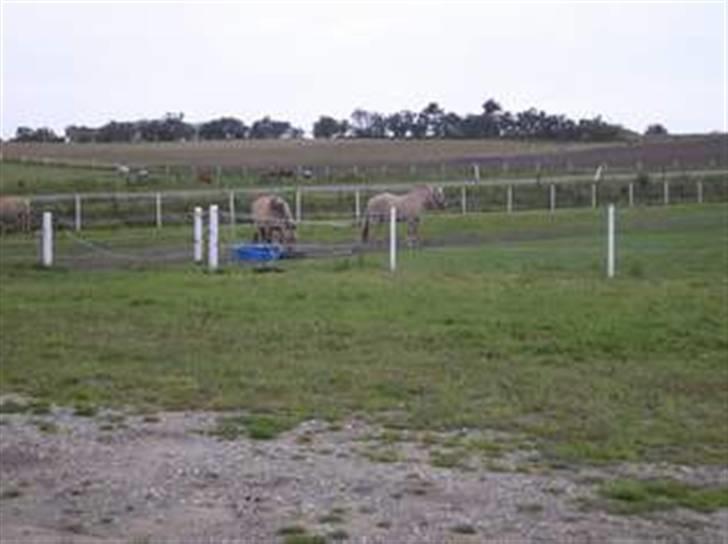 Fjordhest Liv  -   RIP :´( - Liv med hendes venner på marken. Liv står helt til højre. billede 5