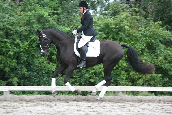 Dansk Varmblod devine RDH billede 7