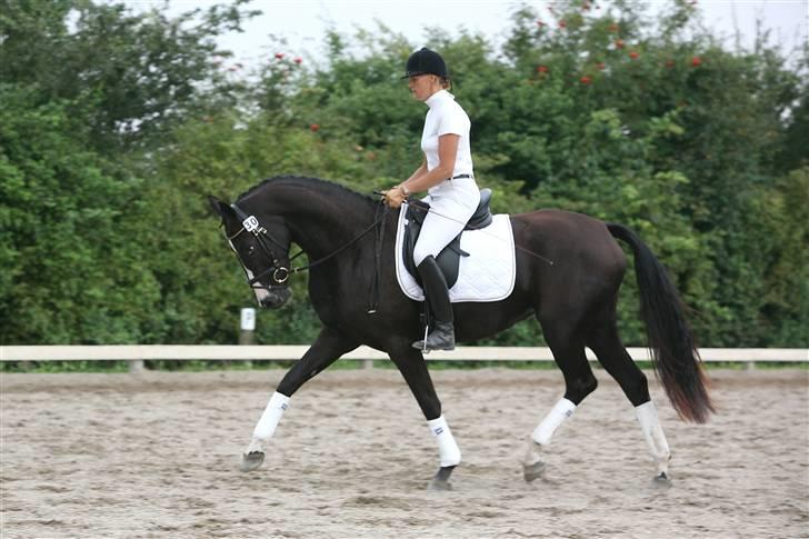 Dansk Varmblod devine RDH billede 8