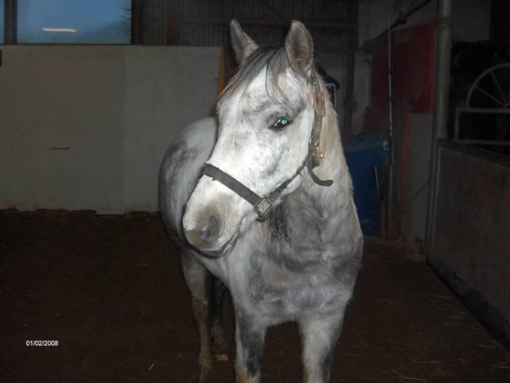 Anden særlig race Topper(Gammel pasning) - Så posere vi sqh´ lig <3 billede 1