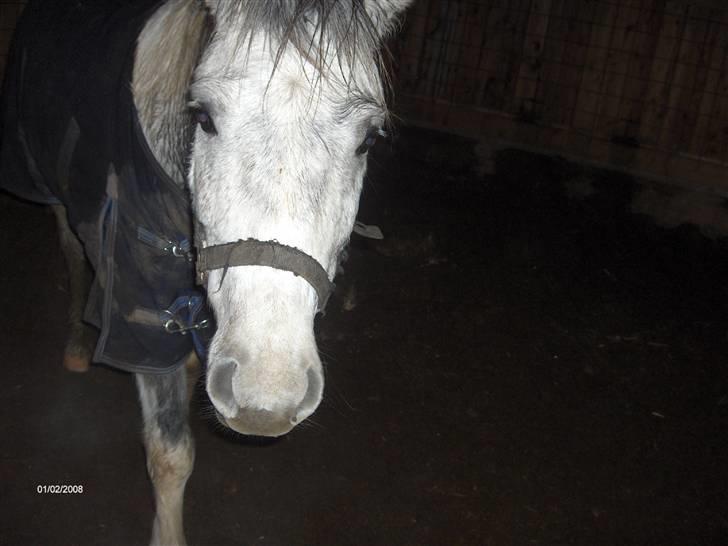 Anden særlig race Topper(Gammel pasning) - Man skal ikke gå når man bliver taget billeder af! xD billede 2