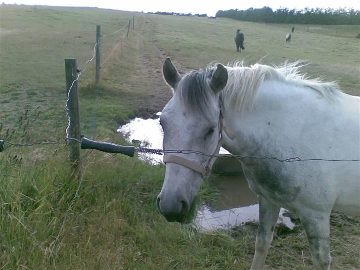 Anden særlig race Topper(Gammel pasning) billede 3