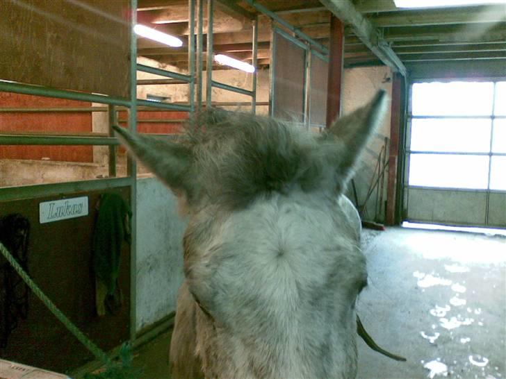 Anden særlig race Topper(Gammel pasning) - D. 03-03-08 -- Han er lig blevet flettet op :D Ligner han har fået bedstemorpermanent (; billede 4