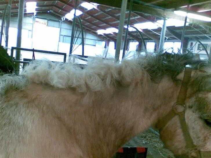 Anden særlig race Topper(Gammel pasning) - D. 03-03-08 -- Han er lig blevet flettet op :D Ligner han har fået bedstemorpermanent (; billede 5