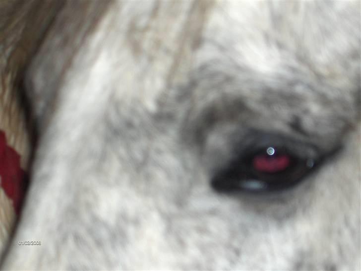 Anden særlig race Topper(Gammel pasning) billede 6