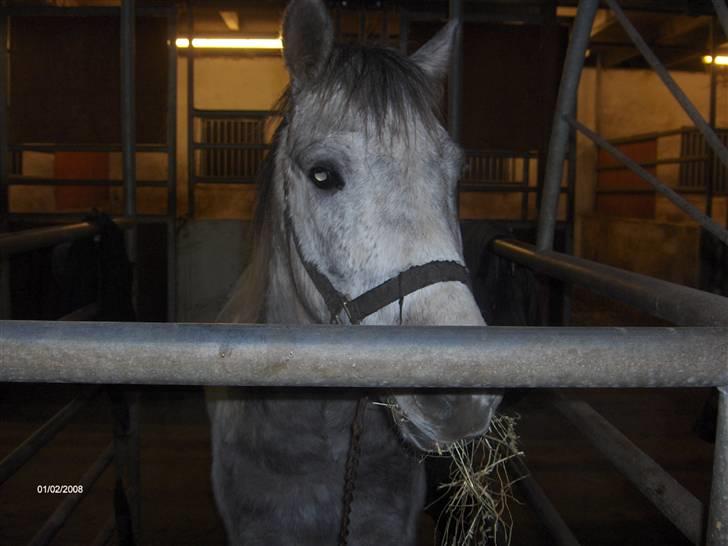Anden særlig race Topper(Gammel pasning) billede 7