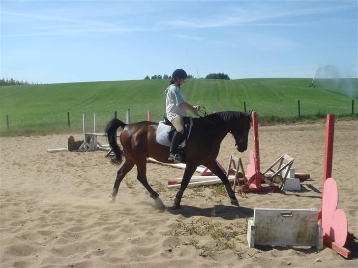 Anden særlig race Apollon/Polle(mor's)  - På ridebanen ved Kaldæa (: - NYT billede 7