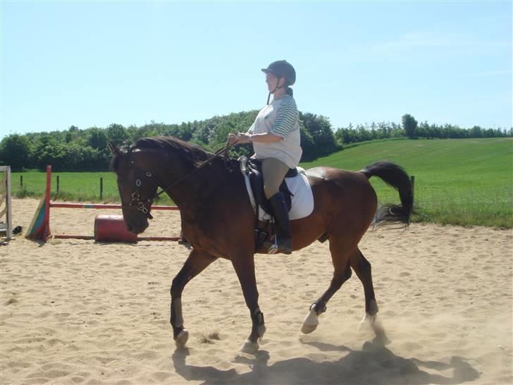 Anden særlig race Apollon/Polle(mor's)  - På ridebanen ved Kaldæa (: Han går rigtig flot her.. - NYT  billede 8