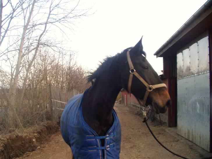 Oldenborg Lotte(solgt); billede 6