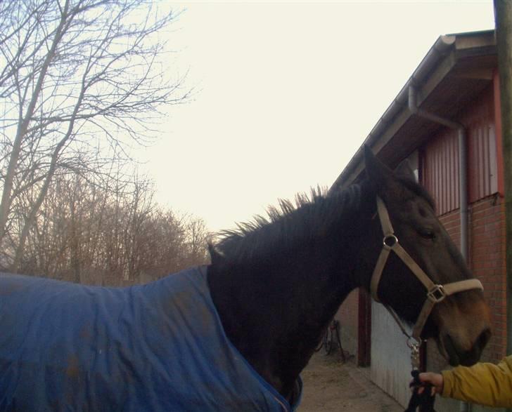 Oldenborg Lotte(solgt); billede 7