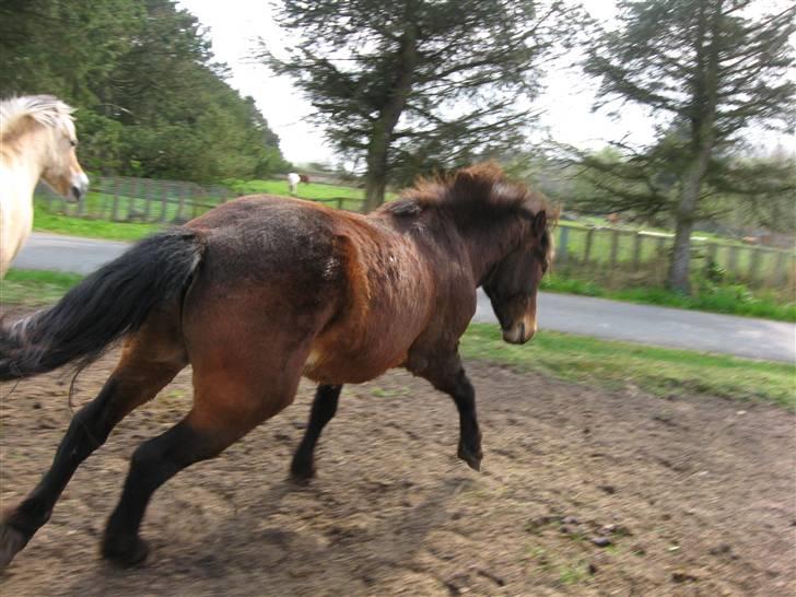 Islænder Tjalfe(ikk Min)R. I. P - Tjalfe,<3 billede 2