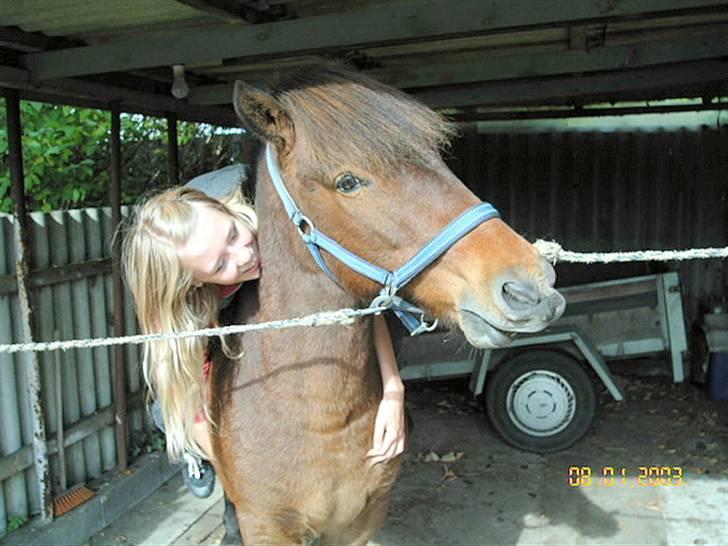 Islænder Tjalfe(ikk Min)R. I. P - Tjalfe,<3 billede 3