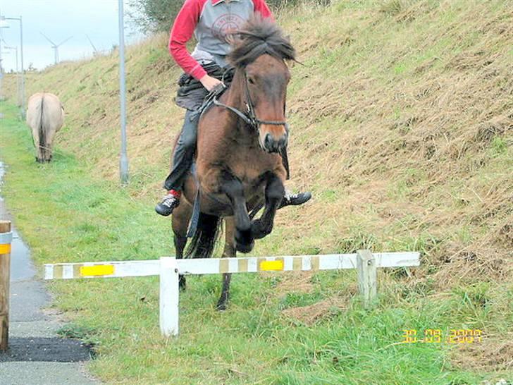 Islænder Tjalfe(ikk Min)R. I. P - Mig der springer på Tjalfe,. :p billede 4