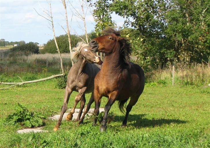 Islænder Tjalfe(ikk Min)R. I. P - Tjalfe og Quaiso, <3 billede 5