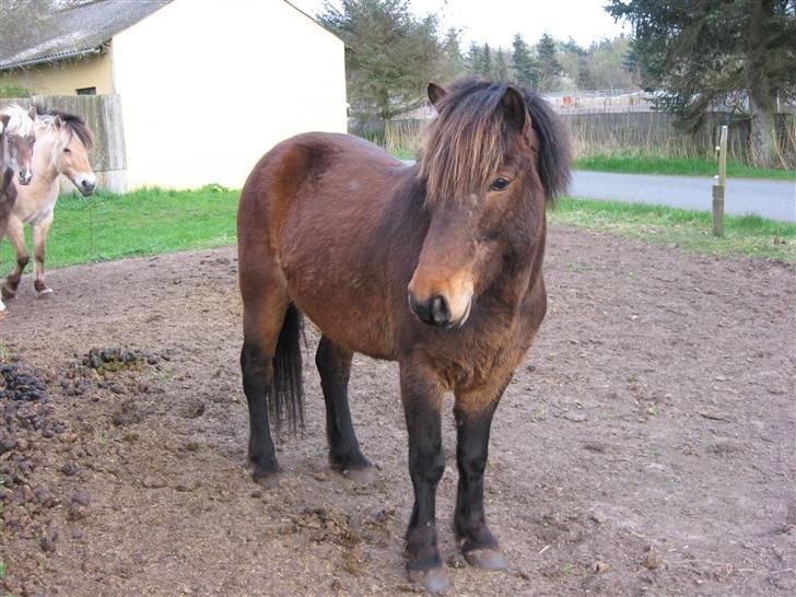 Islænder Tjalfe(ikk Min)R. I. P - Tjalfe,. :D billede 6