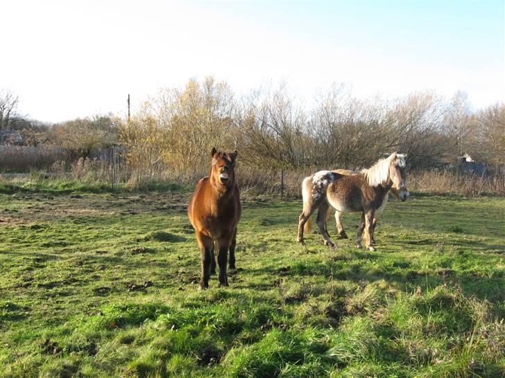 Islænder Tjalfe(ikk Min)R. I. P - Smiiil til kamaret! xD billede 7