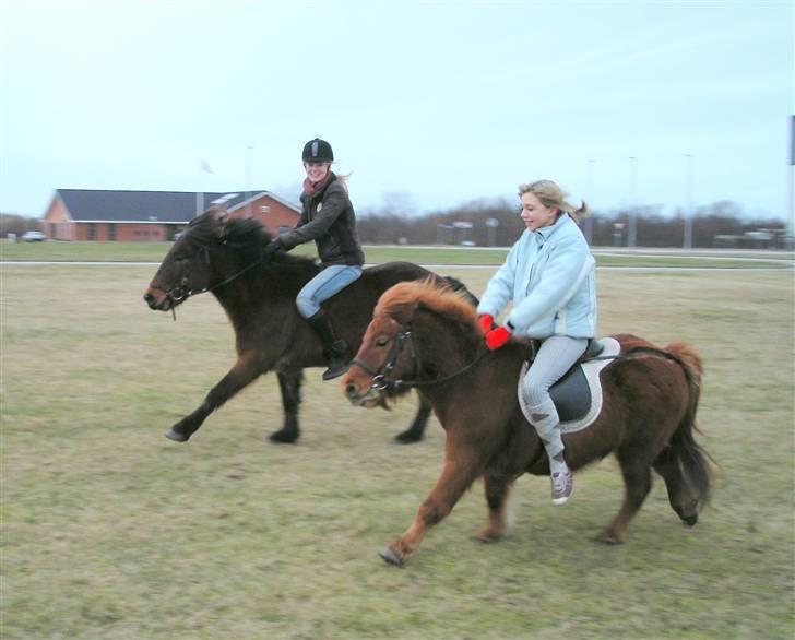 Islænder Tjalfe(ikk Min)R. I. P - Rødtop og Tjalfe i et kapløb, :D (mig på Talfe og min veninde Lisa på Rødtop :D) billede 8