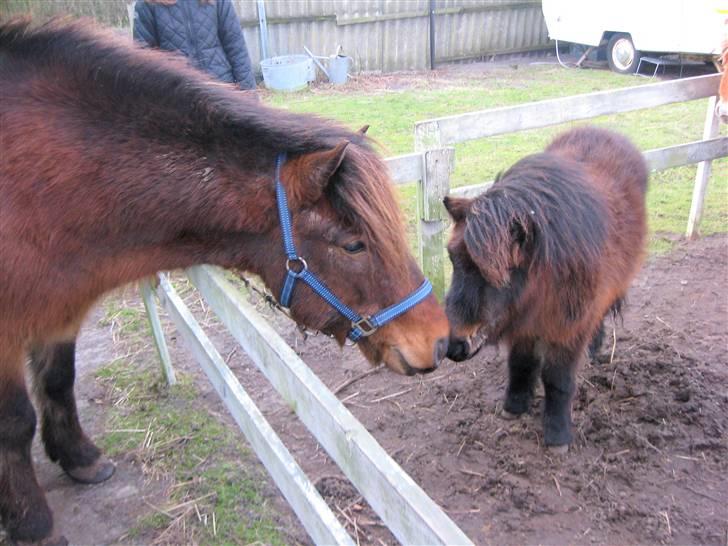 Islænder Tjalfe(ikk Min)R. I. P - Tjalfe og Bet-Føl,<3 billede 9