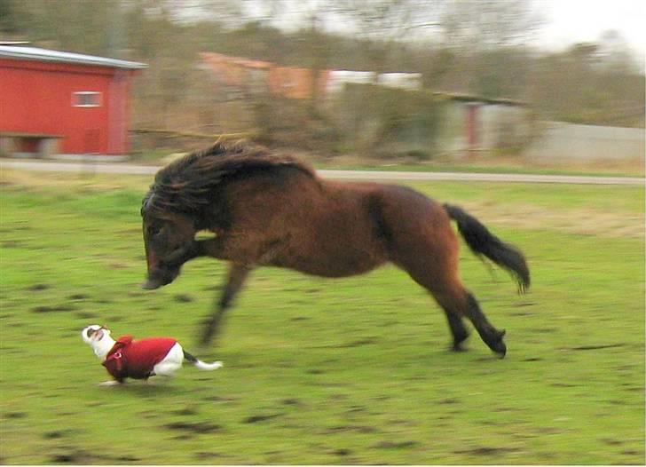 Islænder Tjalfe(ikk Min)R. I. P - Ser lidt sygt ud, ? :P billede 10