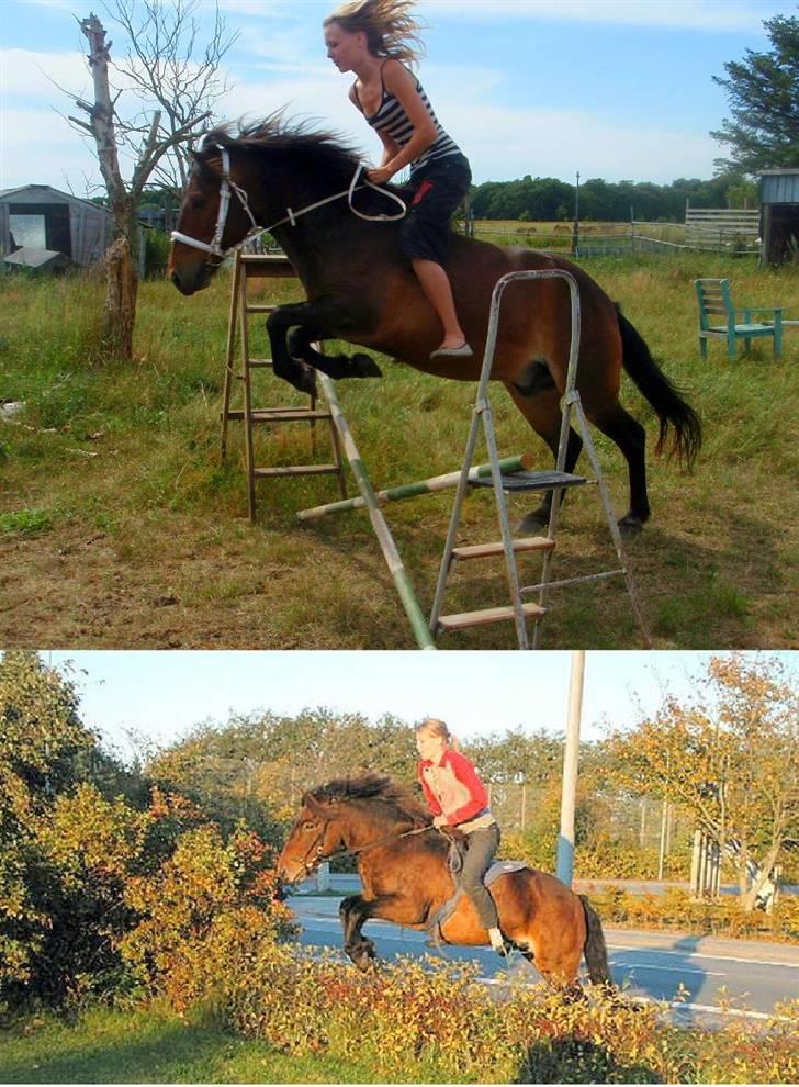 Islænder Tjalfe(ikk Min)R. I. P - Mig og Tjale springer. :D billede 11