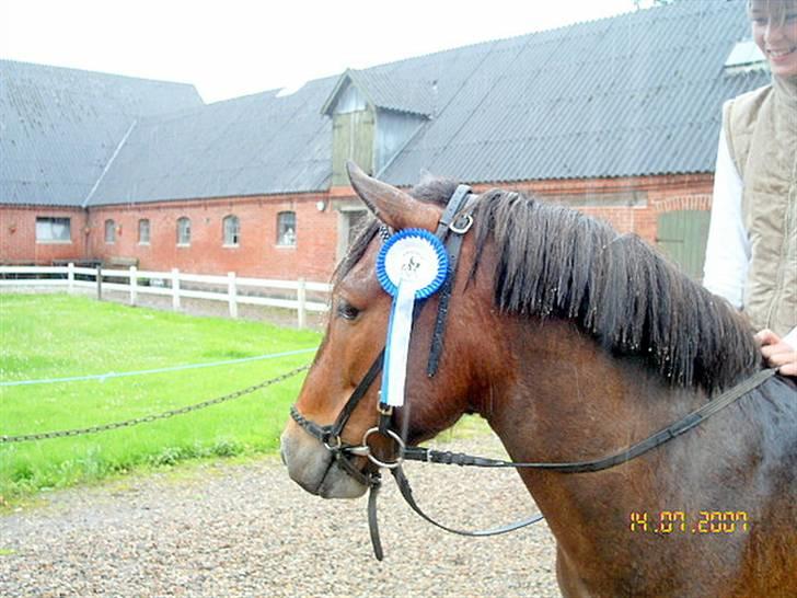 Islænder Tjalfe(ikk Min)R. I. P - Vores først Sævne sammen og det regnede, x( Men vi fik da en 2. plads :D<3 billede 12