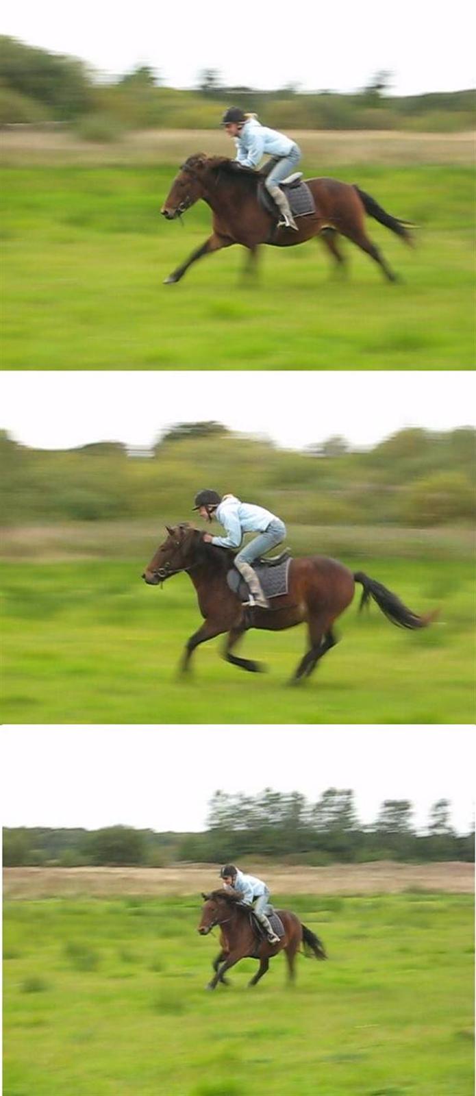 Islænder Tjalfe(ikk Min)R. I. P - Vi galoper, ! :D billede 14