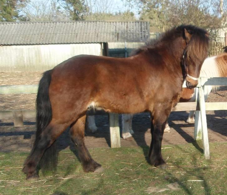 Islænder Tjalfe(ikk Min)R. I. P - Smukke Tjalfe,<3 billede 15