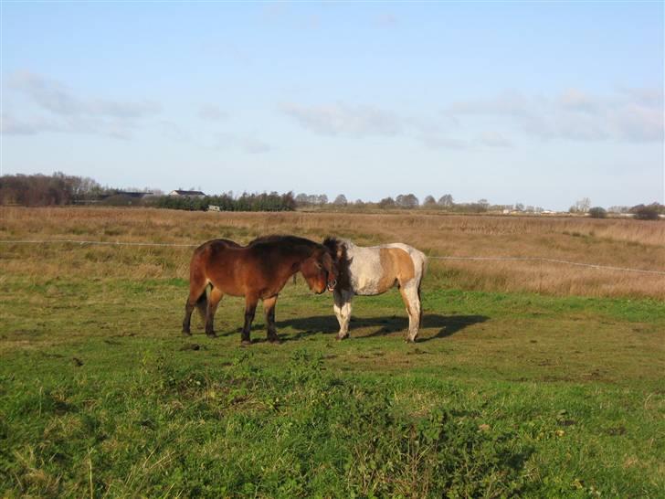 Islænder Tjalfe(ikk Min)R. I. P - Hov.. Hvem er du? :O :P billede 16