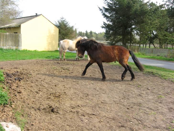 Islænder Tjalfe(ikk Min)R. I. P - Så ser han lige godt ud i sin trav, :D<3 billede 17