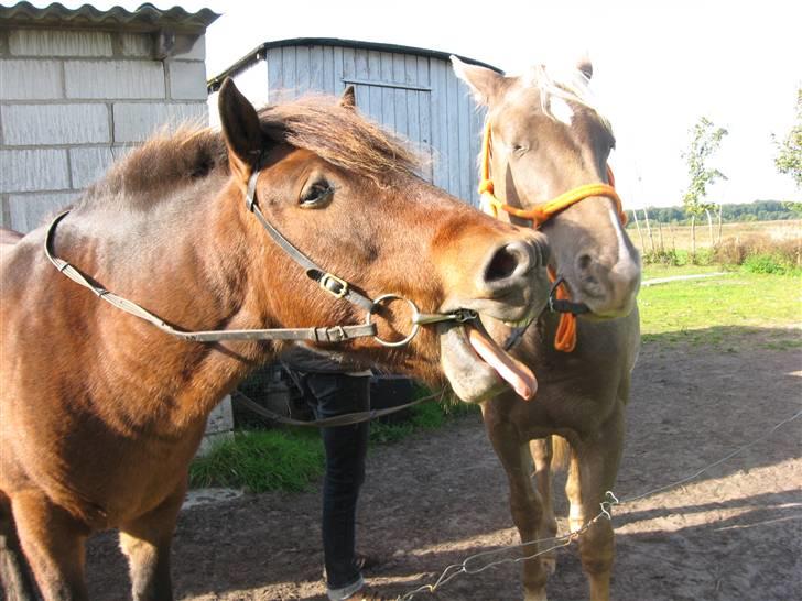 Islænder Tjalfe(ikk Min)R. I. P - Gaab! :p billede 18