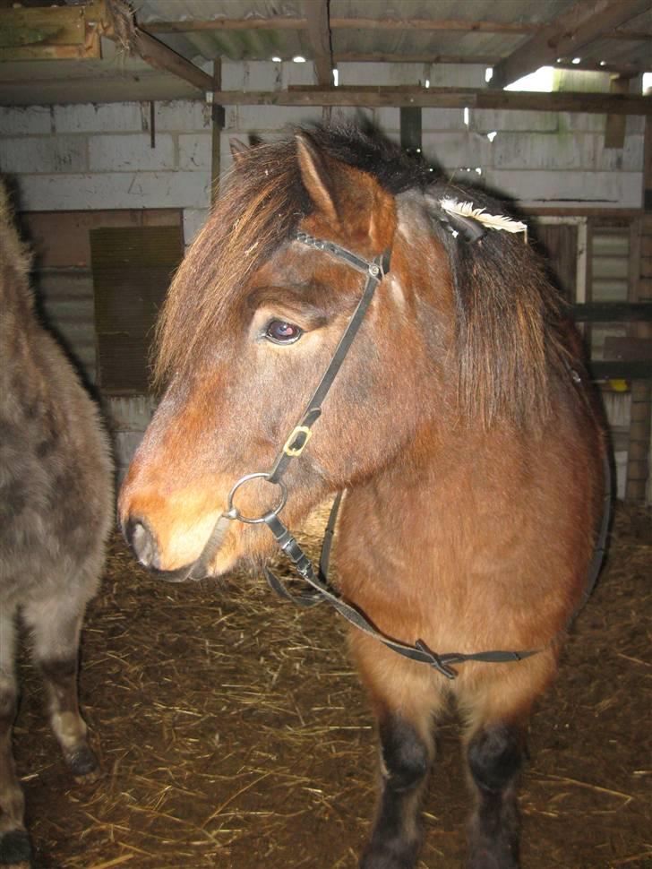 Islænder Tjalfe(ikk Min)R. I. P - Såå Fin :D<3 billede 20