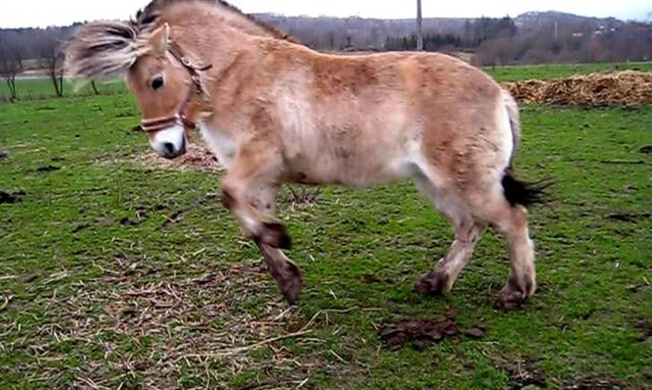 Fjordhest kira .. RIP - bukkespring xD billede 17