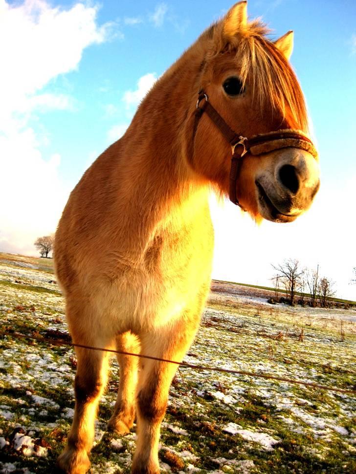 Fjordhest kira .. RIP - vinterpelss d: billede 18