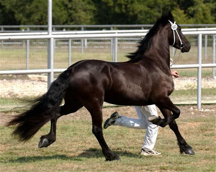 Frieser Hilda B - Billed af hende fra hendes unge dage i Holland billede 13