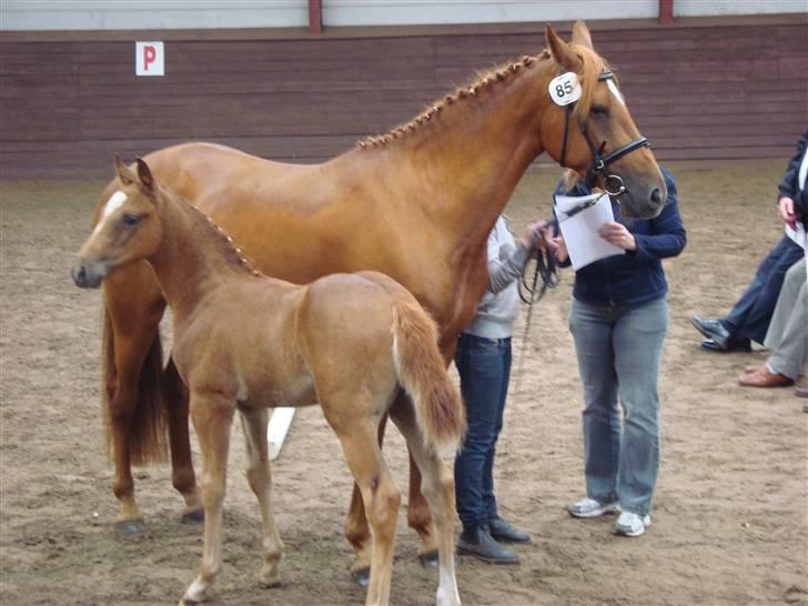Anden særlig race Freja<33 - følskuet :)    -det var en smadder god dag! :o) billede 3