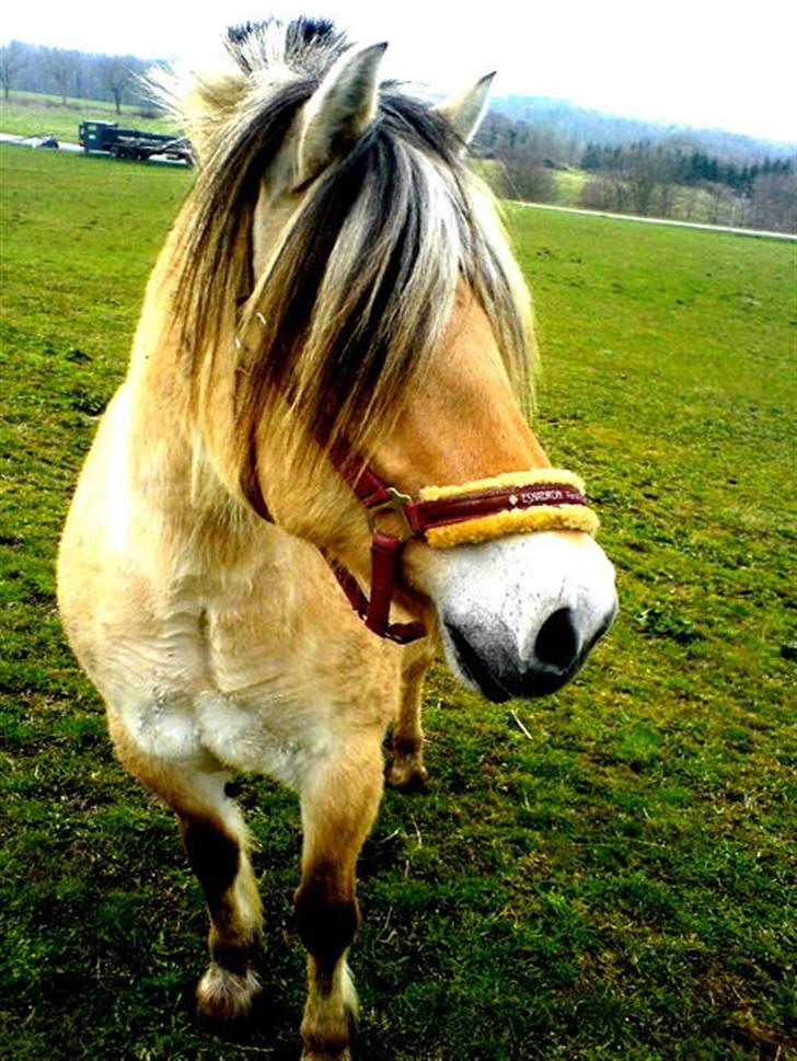 Fjordhest kira .. RIP - findu har en mega pandelok (: billede 20