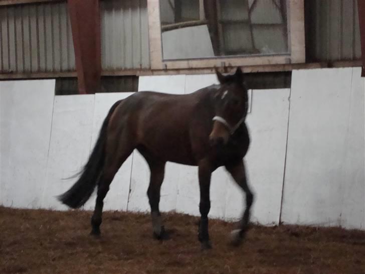 Anden særlig race Jamo - RIP 30/05 - 2011:'( - ja hun er jo smuk! billede 2