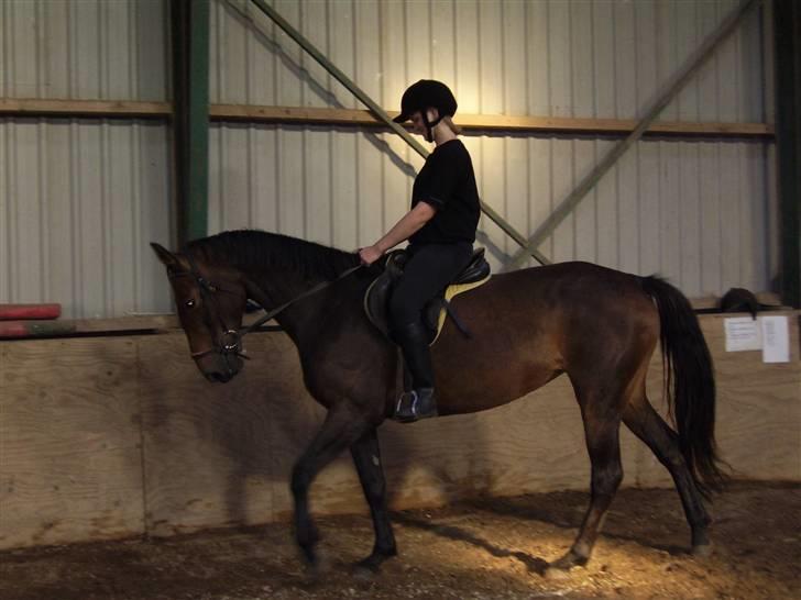 Anden særlig race Jamo - RIP 30/05 - 2011:'( - anden gang vi kiggede på hende, og besluttede at det var vores hest! Kirstine rider hende her billede 3