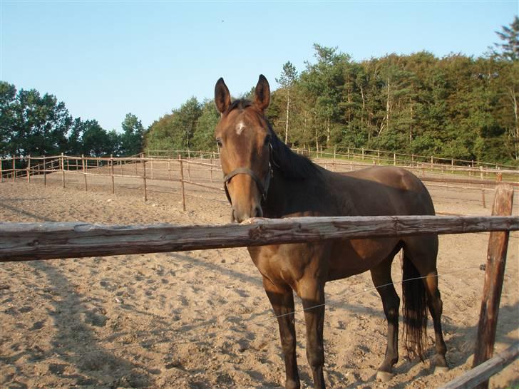 Anden særlig race Jamo - RIP 30/05 - 2011:'( - dagen efter vi fik hende, på løbefold billede 4