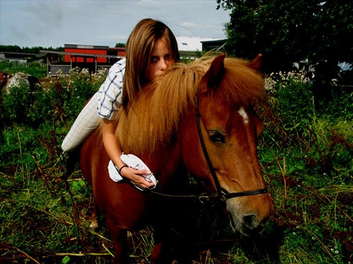Islænder Embla fra Hessellund  - Sommer 2010. billede 11