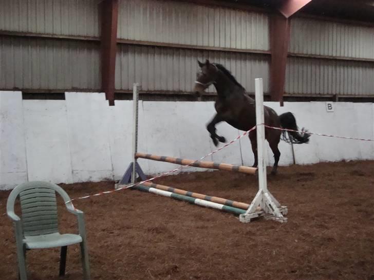 Anden særlig race Jamo - RIP 30/05 - 2011:'( - opvarmning til løspring  billede 5