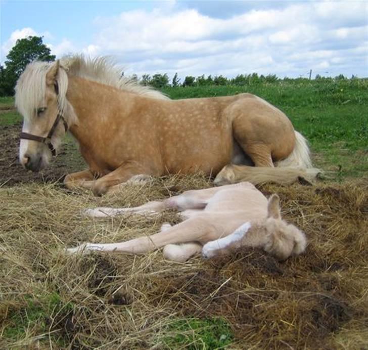 Islænder Prinsessa  solgt billede 20