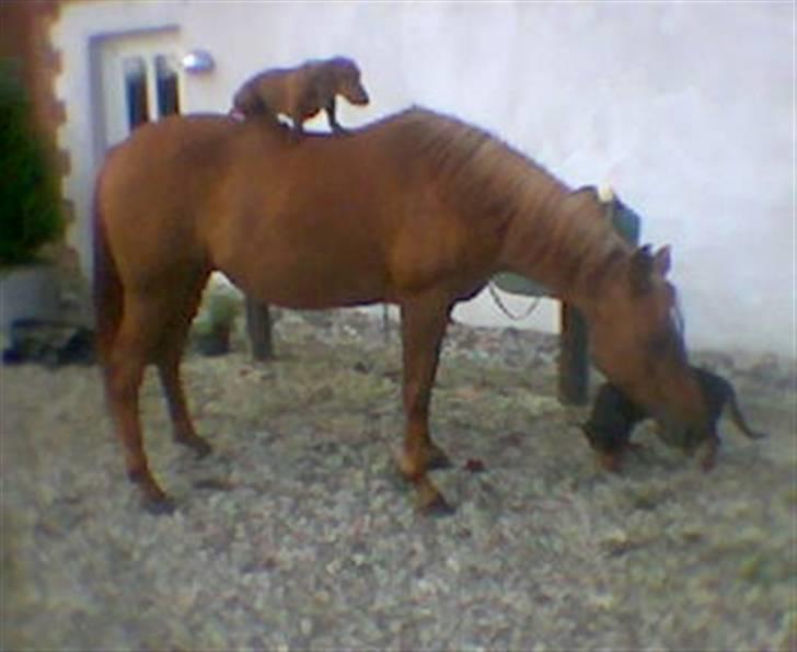 Arabisk fuldblod (OX) Apdaja Asil - Jack er ude at ride... billede 1