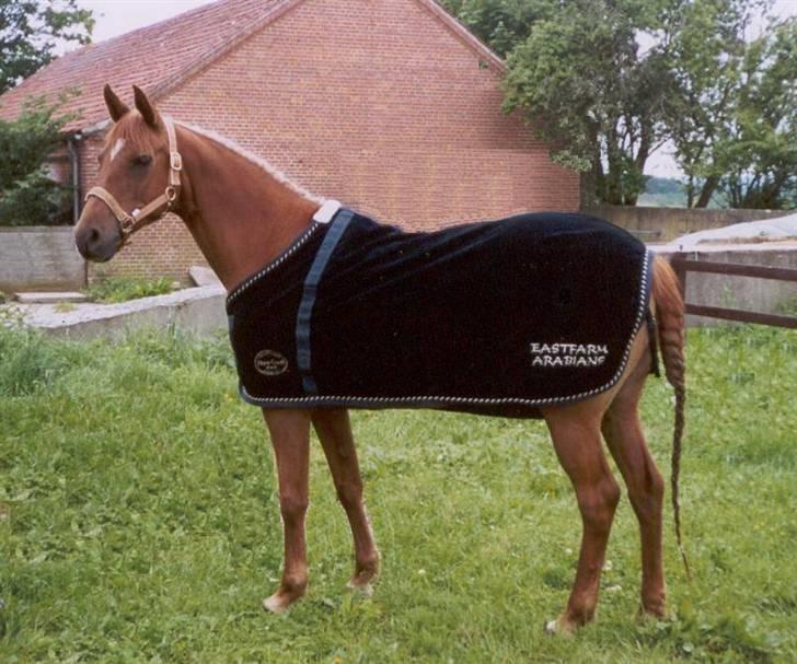 Arabisk fuldblod (OX) Apdaja Asil - Klargøring til stævne billede 2