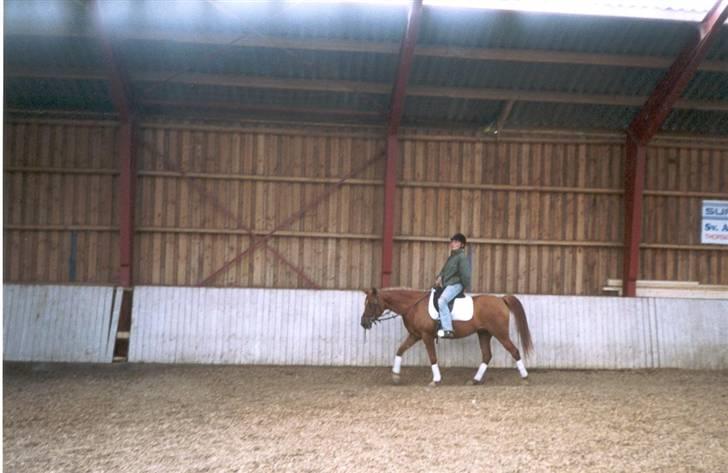 Arabisk fuldblod (OX) Apdaja Asil - Mille molle skridter Apdaja af. billede 3