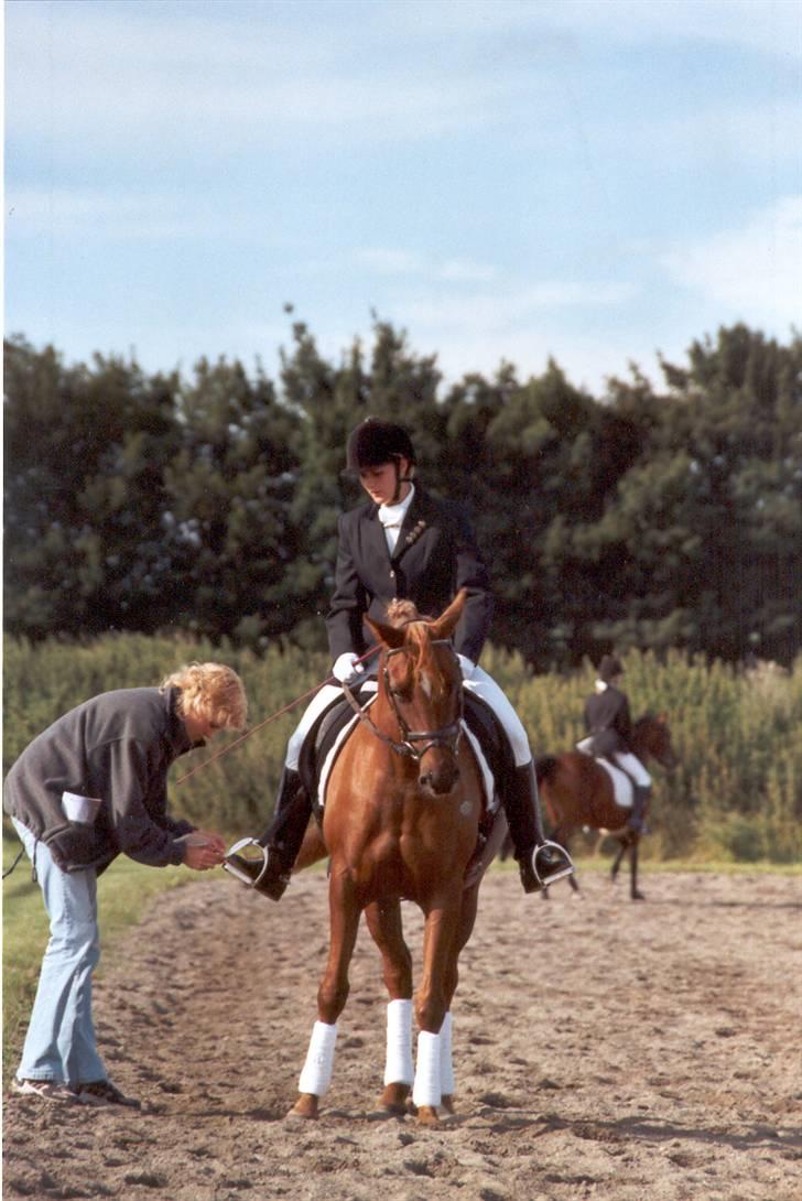 Arabisk fuldblod (OX) Apdaja Asil - Stævne i Randers billede 5