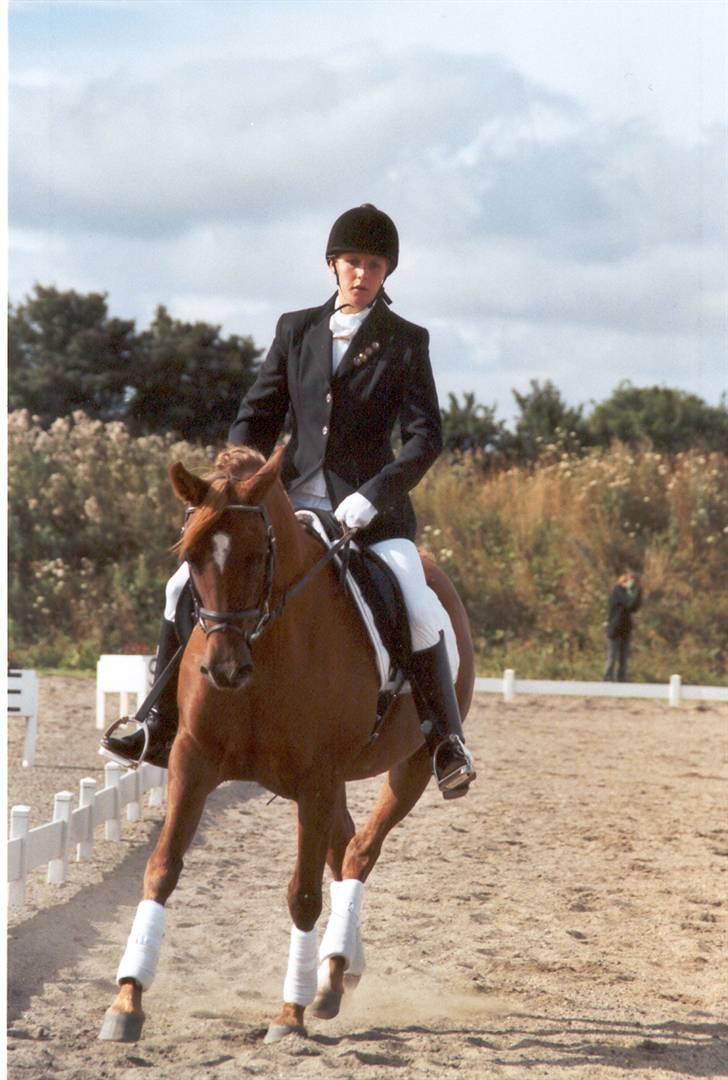 Arabisk fuldblod (OX) Apdaja Asil - Stævne i Randers billede 6