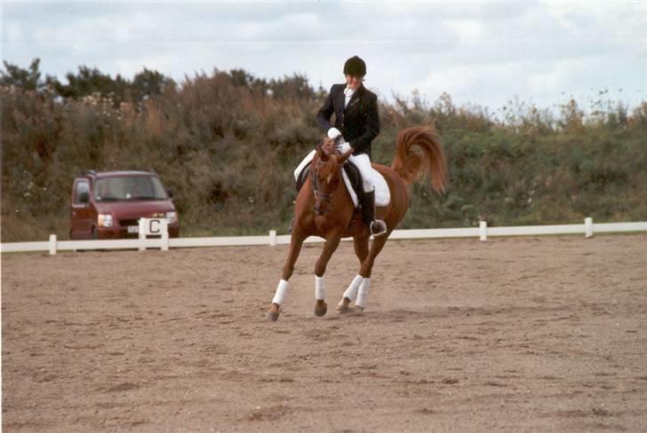 Arabisk fuldblod (OX) Apdaja Asil - Stævne i Randers billede 7