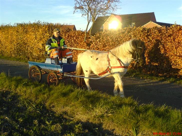 Pinto lucky R.I.P billede 2