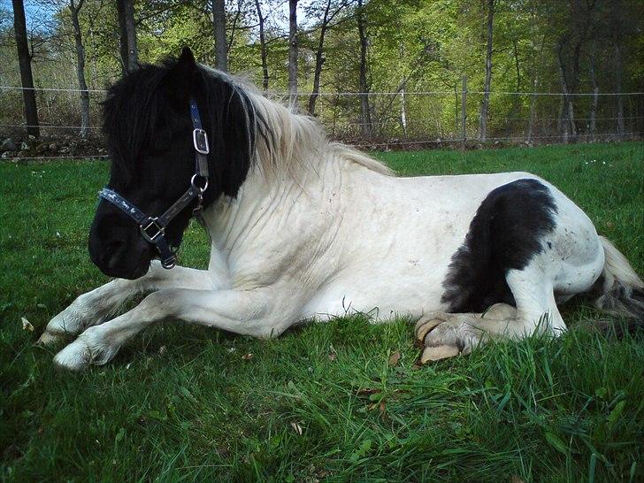 Pinto lucky R.I.P billede 3